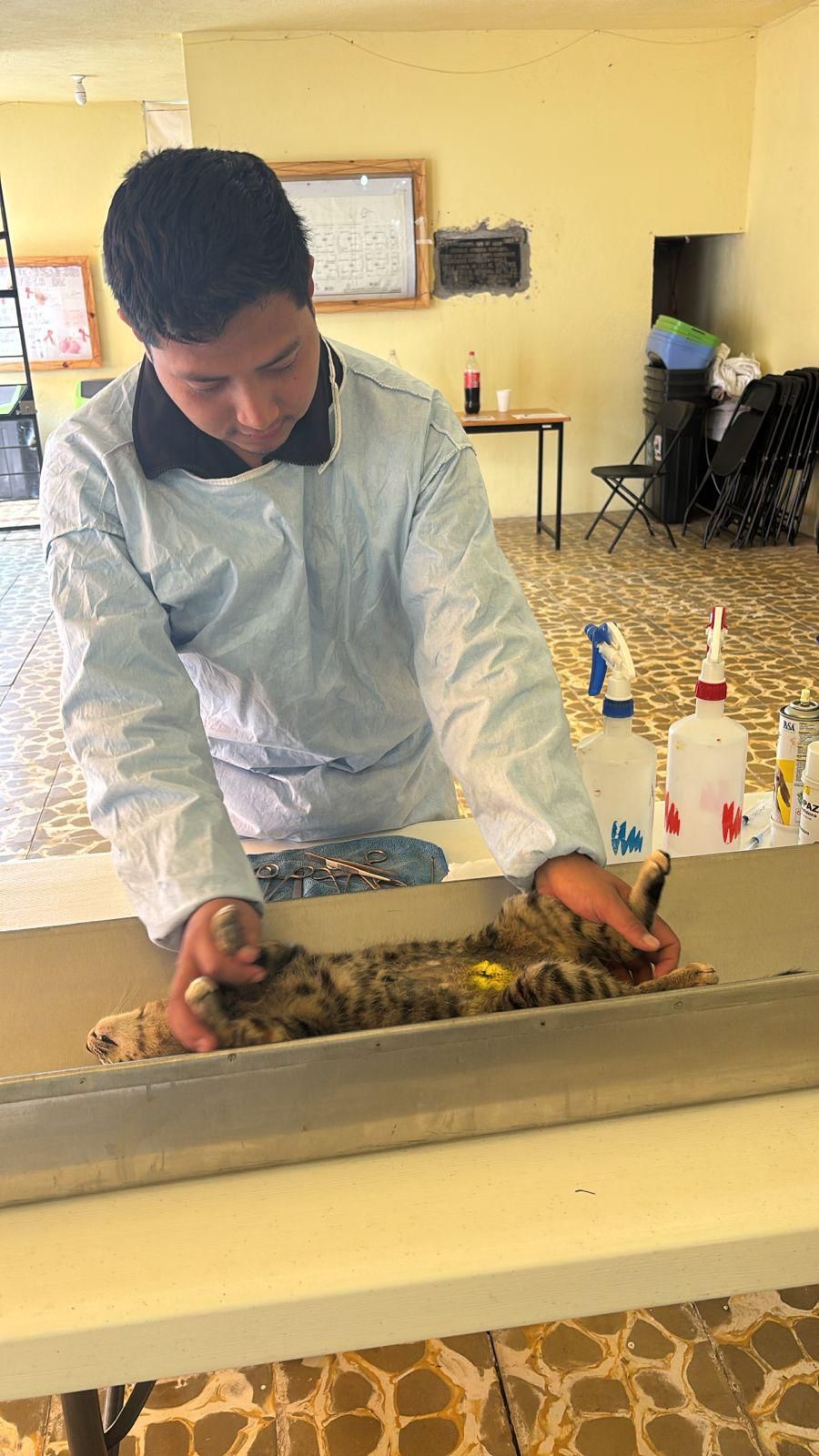 Clínica Biofílica cumple dos años de acciones en favor de la salud animal en Huamantla